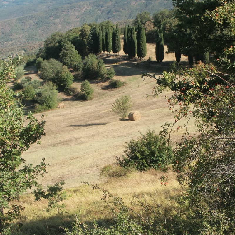 Landschaft | Toscana, Italien